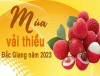 Mùa vải thiều Bắc Giang năm 2023