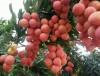 Lục Ngạn sẽ tổ chức chương trình “ Lục Ngạn mùa vải chín”