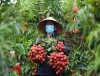 Bắc Giang: Nông dân ào ạt thồ vải thiều đi cân bán, phố phường được nhuộm đỏ ối