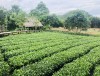 Bắc Giang triển khai chương trình phát triển du lịch nông thôn trong xây dựng nông thôn mới giai đoạn 2023-2025