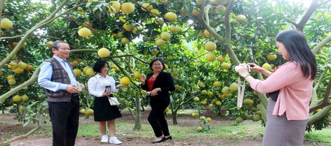 Bắc Giang: Mùa quả ngọt mời gọi