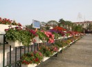 Thành phố Bắc Giang rực rỡ cờ hoa chào đón lên đô thị loại II