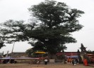 Hai cây ở xã Mai Đình (Hiệp Hòa) được công nhận cây Di sản Việt Nam