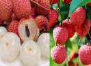 Vải thiều Lục Ngạn lọt danh sách đặc sản Việt Nam đạt kỷ lục châu Á