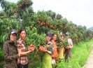Về Bắc Giang ngắm những vườn vải đẹp như trong tranh