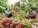 Bắc Giang kích cầu du lịch mùa quả ngọt