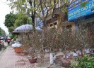 Sắp xếp điểm bán hoa cây cảnh Tết Đinh Dậu 2017