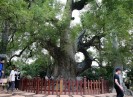 Chiêm ngưỡng cây dã hương nghìn năm tuổi, "thần mộc" độc nhất vô nhị ở Bắc Giang