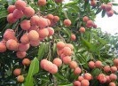 Ba nhất của vải thiều Bắc Giang 2021